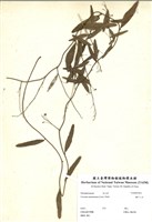藏品(細葉鐵牛入石)的圖片
